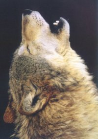 wpic4.jpg